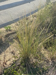 Ammophila breviligulata