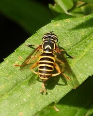 Spilomyia longicornis