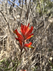 Castilleja