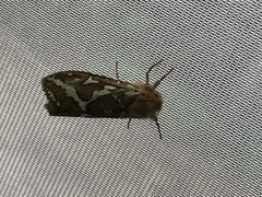 Gazoryctra roseicaput