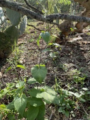 Asclepiadeae