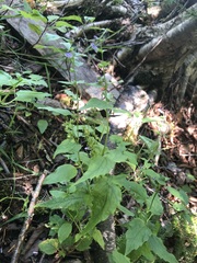 Scutellaria lateriflora