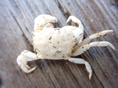 Hemigrapsus oregonensis