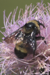 Bombus auricomus