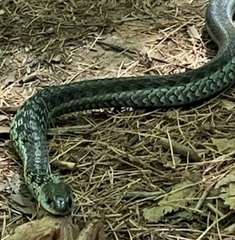 Thamnophis sirtalis pallidulus