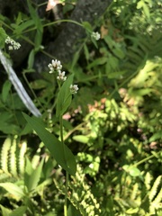 Persicaria sagittata