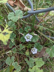 Malva neglecta