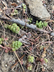 Sedum divergens
