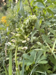 Pedicularis lanceolata