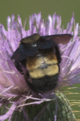 Bombus auricomus
