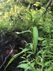 Persicaria hydropiper