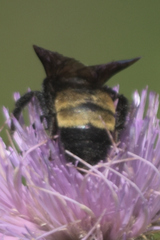 Bombus auricomus