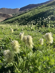 Pulsatilla occidentalis