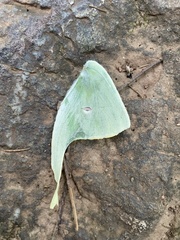 Actias luna
