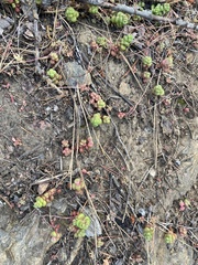 Sedum divergens