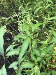 Persicaria hydropiper