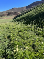 Pulsatilla occidentalis