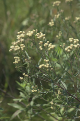 Brickellia eupatorioides
