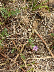 Erodium cicutarium