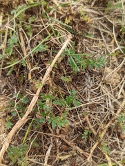 Erodium cicutarium
