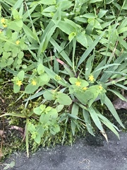 Hypericum mutilum