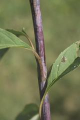 Helianthus giganteus