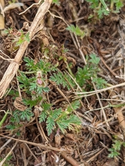 Erodium cicutarium