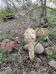 Podaxis