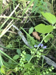 Scutellaria lateriflora