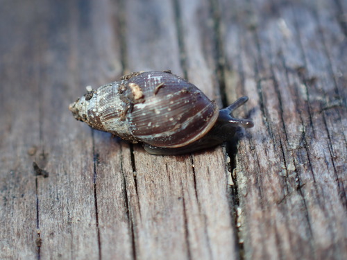 Mouse-eared Snail, Alameda, CA, USA, photo 10 of 10