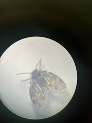 Clogmia albipunctata