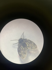 Clogmia albipunctata