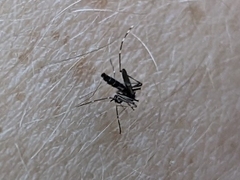 Aedes