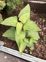Agastache foeniculum