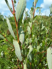 Salix bebbiana