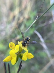 Anthidium manicatum