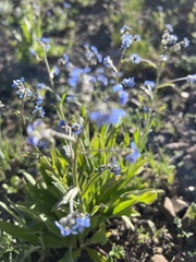 Myosotis asiatica