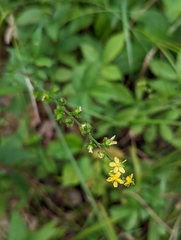 Agrimonia pubescens