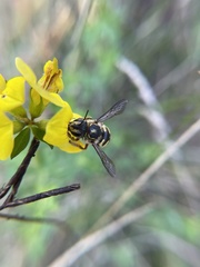 Anthidium manicatum