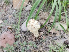 Podaxis