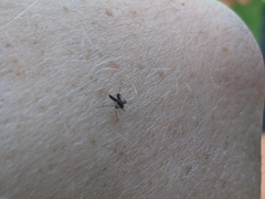 Aedes