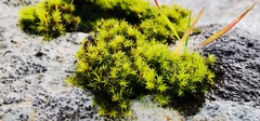 Racomitrium