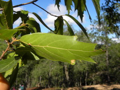 Quercus viminea