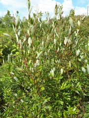 Salix bebbiana