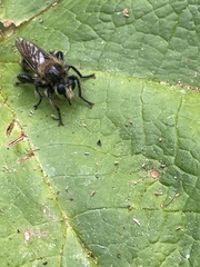 Laphria