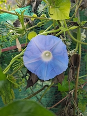 Ipomoea hederacea