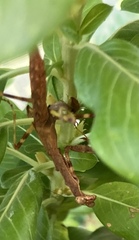 Stagmomantis carolina