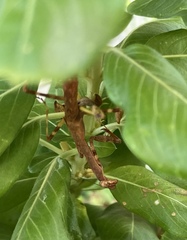 Stagmomantis carolina