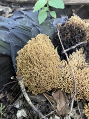 Ramaria stricta