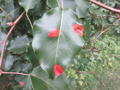 Gymnosporangium sabinae